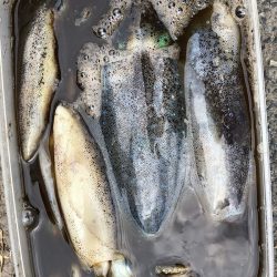 あみや渡船 釣果