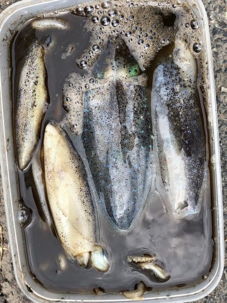 あみや渡船 釣果