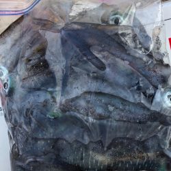 あみや渡船 釣果