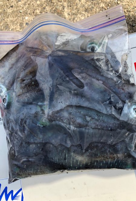 あみや渡船 釣果