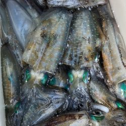 あみや渡船 釣果