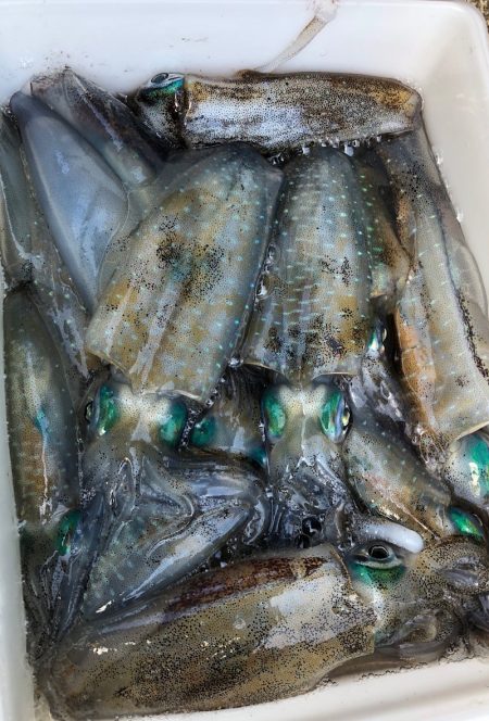 あみや渡船 釣果