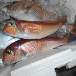 こうゆう丸 釣果