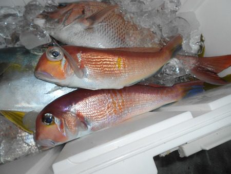 こうゆう丸 釣果