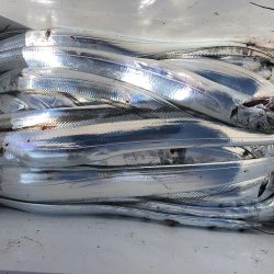 sea boss　シーボス 釣果