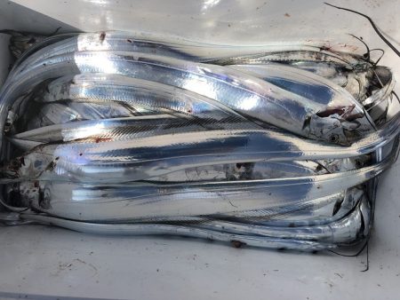 sea boss　シーボス 釣果