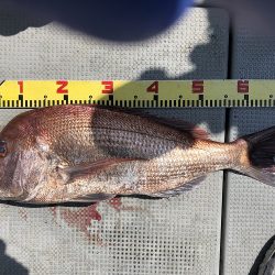 sea boss シーボス 釣果