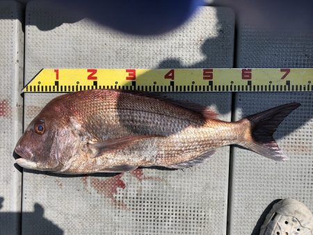 sea boss シーボス 釣果