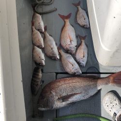 sea boss シーボス 釣果