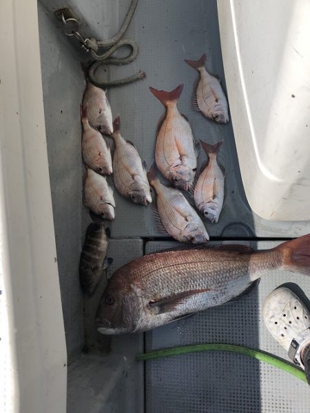 sea boss シーボス 釣果