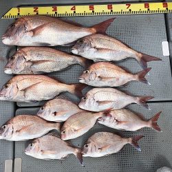 sea boss シーボス 釣果