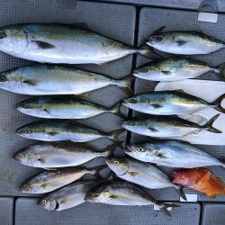 sea boss シーボス 釣果