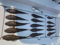 オーシャンマスター 釣果