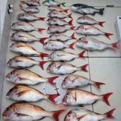 来温丸(らいおんまる) 釣果