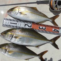 ルアー船マヒマヒ 釣果