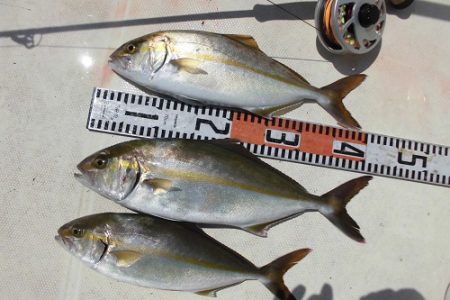 ルアー船マヒマヒ 釣果