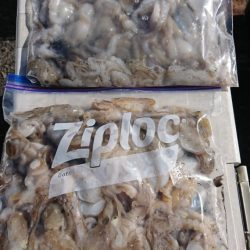 オーフリー 釣果