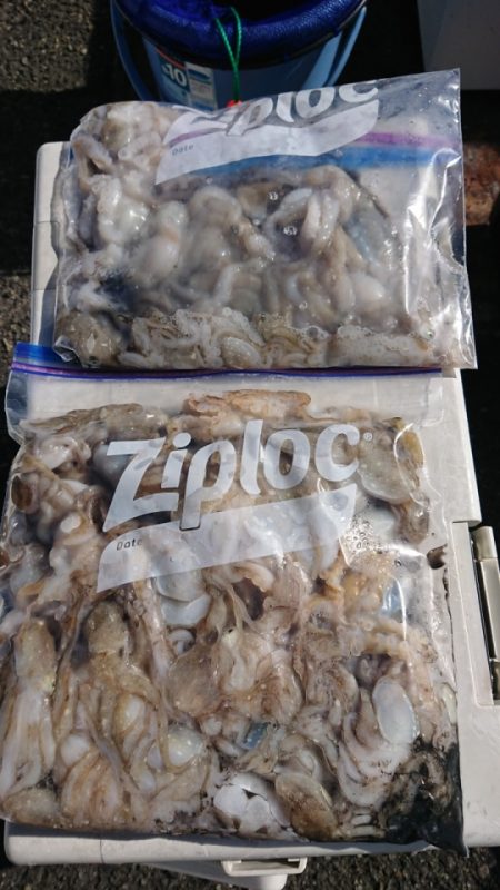 オーフリー 釣果