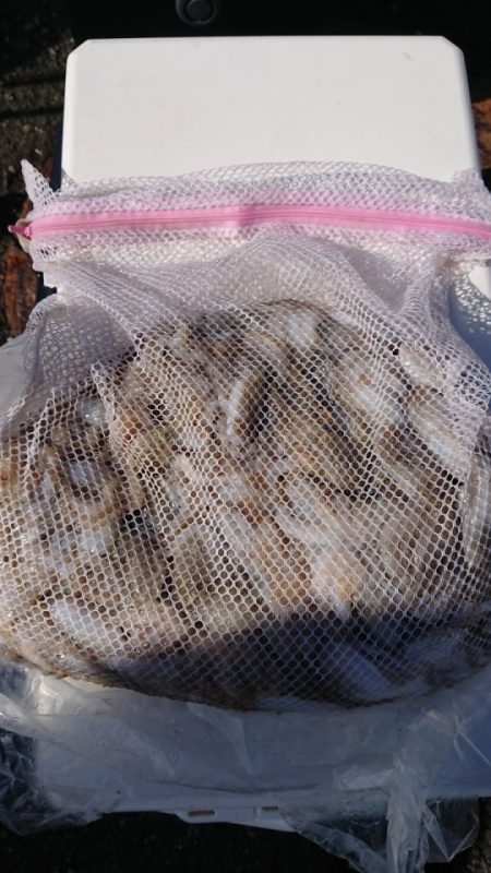 オーフリー 釣果