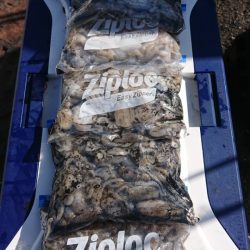 オーフリー 釣果