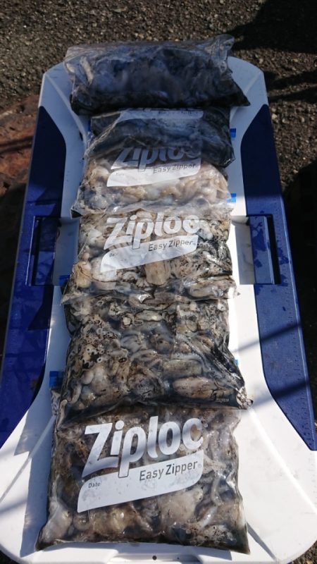 オーフリー 釣果