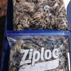 オーフリー 釣果