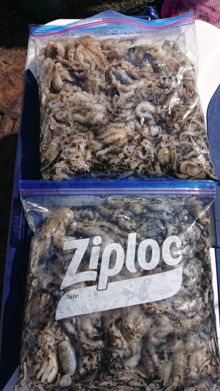 オーフリー 釣果