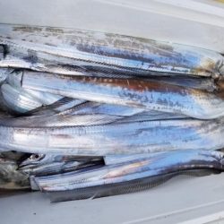 オーフリー 釣果