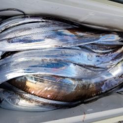 オーフリー 釣果