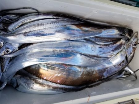 オーフリー 釣果