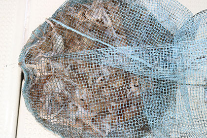 松本釣船２ 釣果