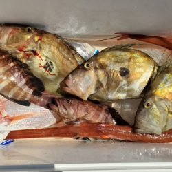 ブルーピア 釣果