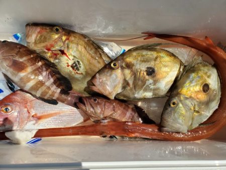 ブルーピア 釣果