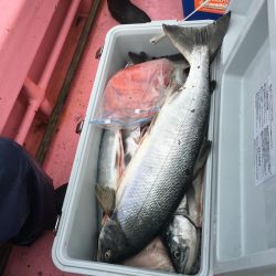 第八平成丸 釣果