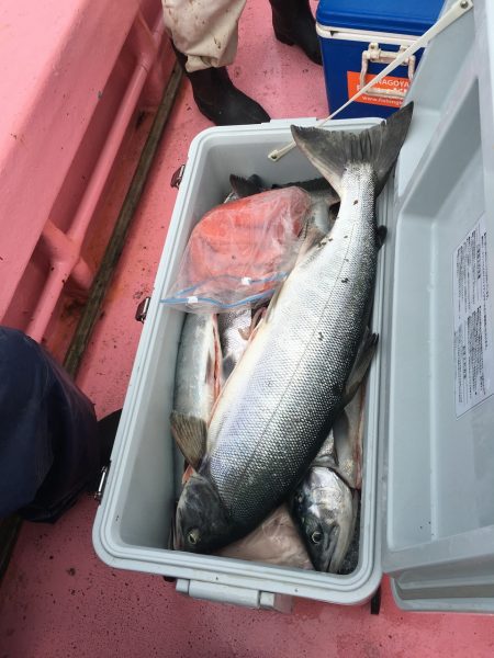 第八平成丸 釣果