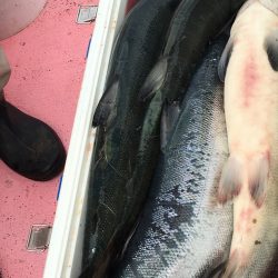 第八平成丸 釣果