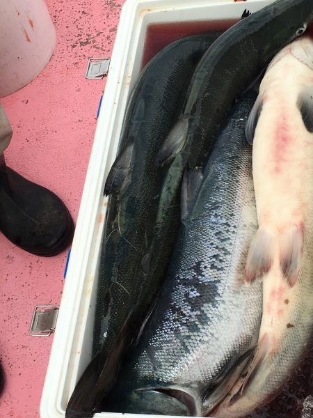 第八平成丸 釣果