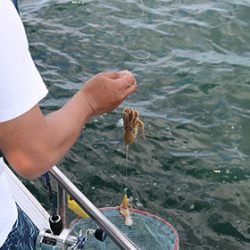 松本釣船２ 釣果