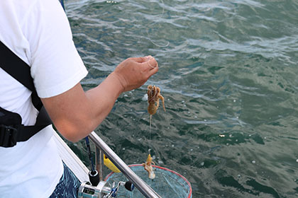 松本釣船２ 釣果