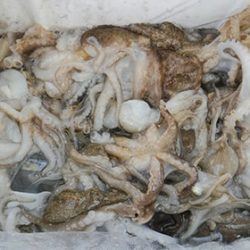 松本釣船２ 釣果