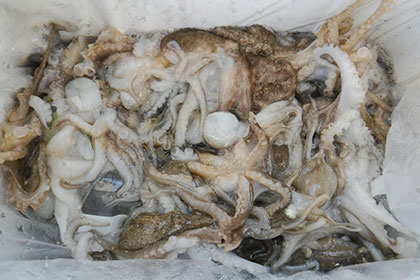 松本釣船２ 釣果