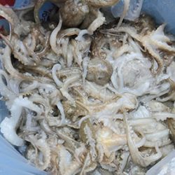 松本釣船２ 釣果