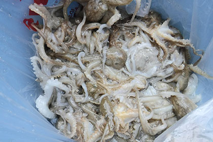 松本釣船２ 釣果