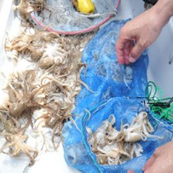 松本釣船２ 釣果