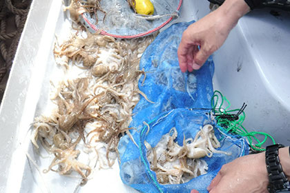 松本釣船２ 釣果