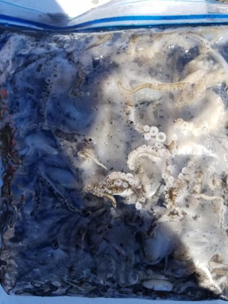 オーフリー 釣果