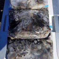 オーフリー 釣果