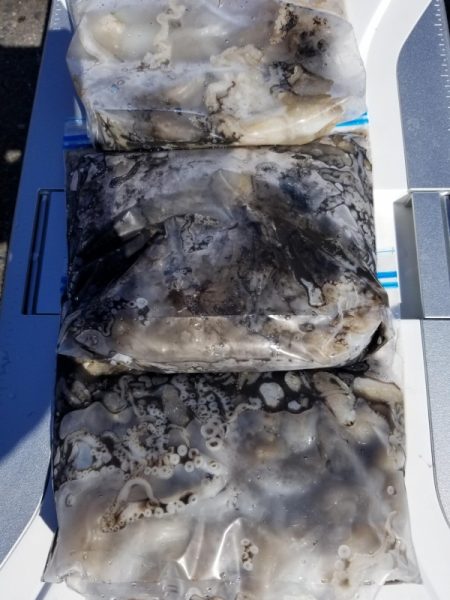 オーフリー 釣果