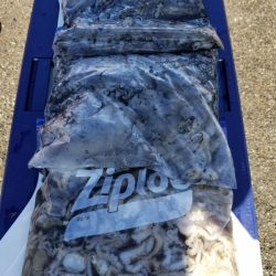 オーフリー 釣果