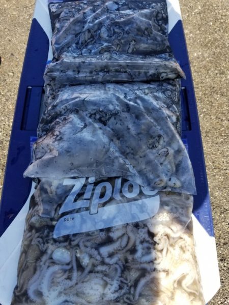 オーフリー 釣果